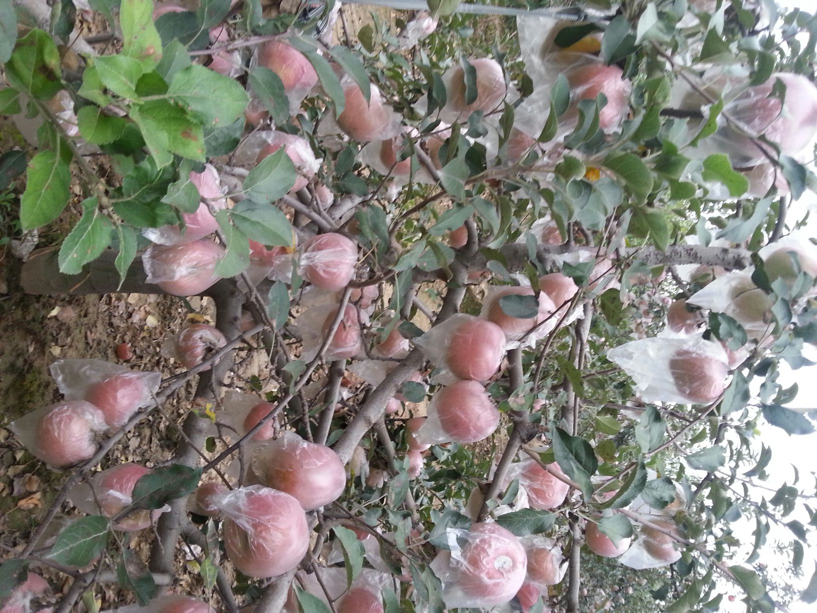 河南開(kāi)封紅富士批發(fā)商
