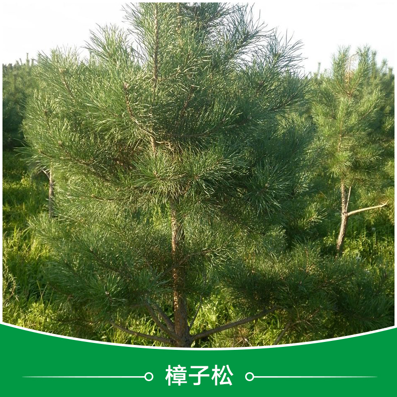 樟子松 樟子松小苗批發(fā) 百萬樟子松小苗基地直銷 河北西樟子松育苗基地