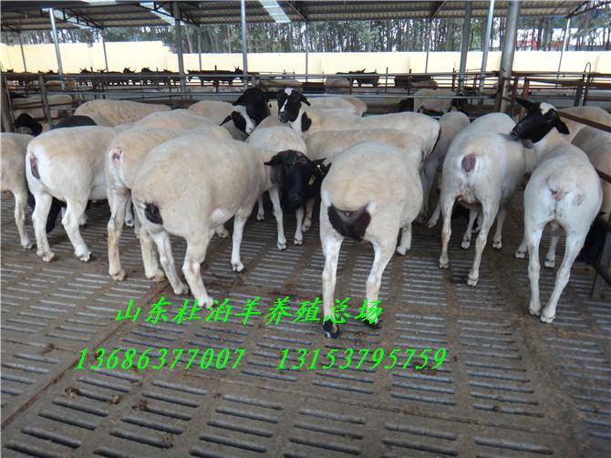 供應(yīng)黑頭杜泊羊種羊白頭杜泊羊母羊價格
