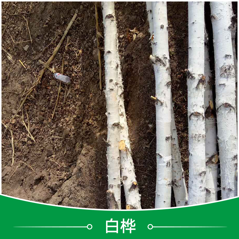 河北承德白樺|河北承德白樺價(jià)格|河北承德白樺批發(fā)