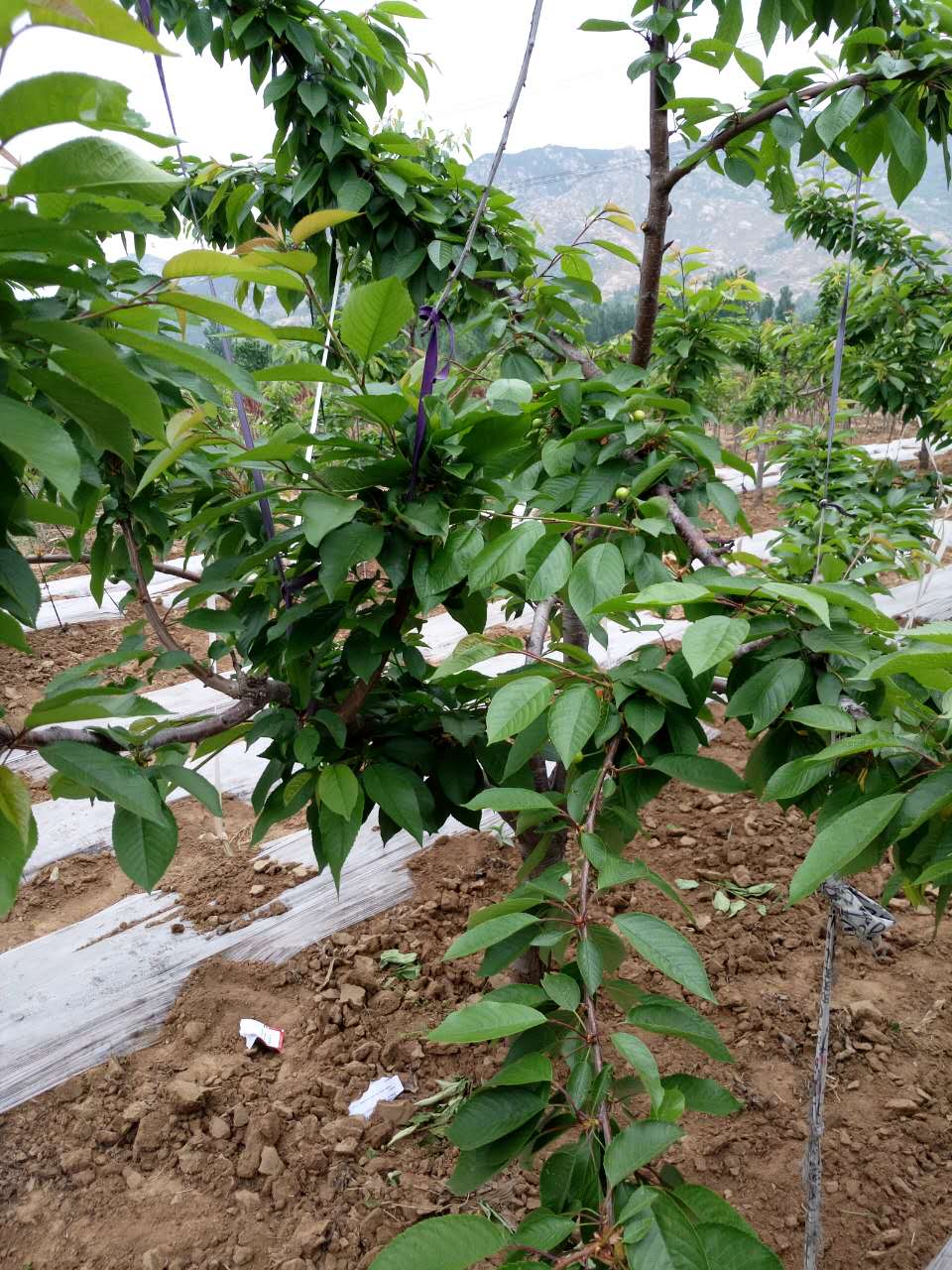 櫻桃樹苗 美早櫻桃 紅燈櫻桃  布魯克斯 薩米拖 紅密 早大果 拉賓斯 櫻桃樹苗批發(fā)