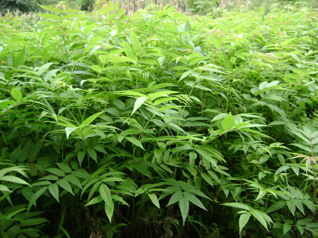 山東園林綠化臭椿苗廠家批發(fā) 2017年臭椿樹苗價格行情