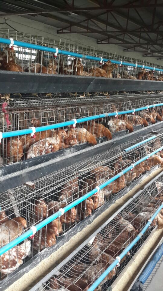 出售海蘭褐育成雞 河南青年雞育成雞 河南海蘭褐育成雞