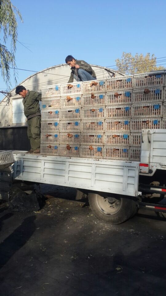 出售海蘭褐育成雞 河南青年雞育成雞 河南海蘭褐育成雞