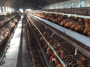 京粉蛋雞養(yǎng)殖場 60天京粉蛋青年雞批發(fā)市場