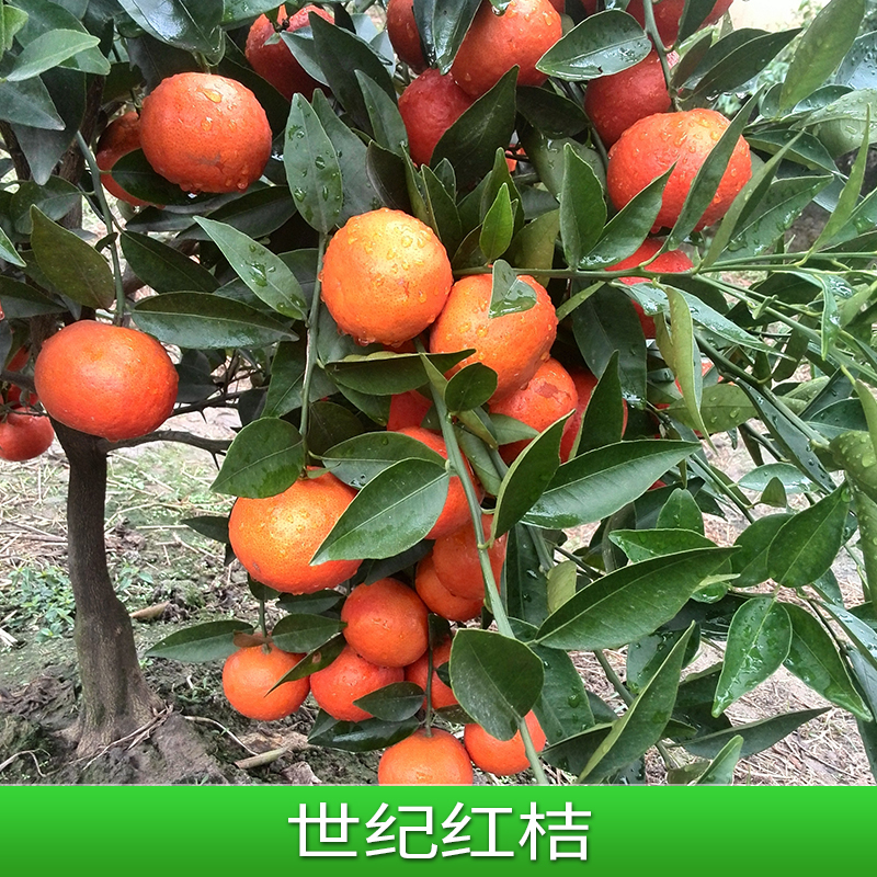 世紀(jì)紅桔 大棚世紀(jì)紅桔樹苗 無(wú)菌世紀(jì)紅桔果苗