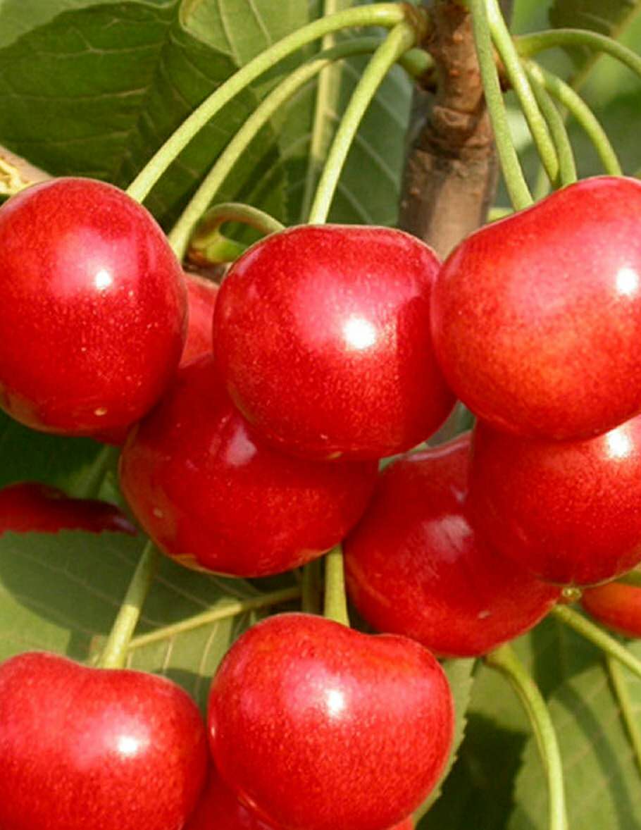 櫻桃樹苗 美早櫻桃 紅燈櫻桃  布魯克斯 薩米拖 紅密 早大果 拉賓斯 櫻桃樹苗批發(fā)