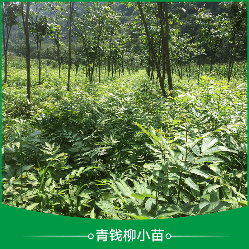 五峰瀚林 青錢柳小苗種植 青錢柳小苗 青錢柳苗價(jià)格 青錢柳苗批發(fā)