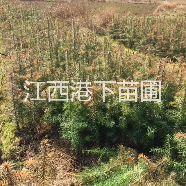 供應(yīng)杉木/紅心杉苗/紅心杉基地/紅心杉價(jià)格