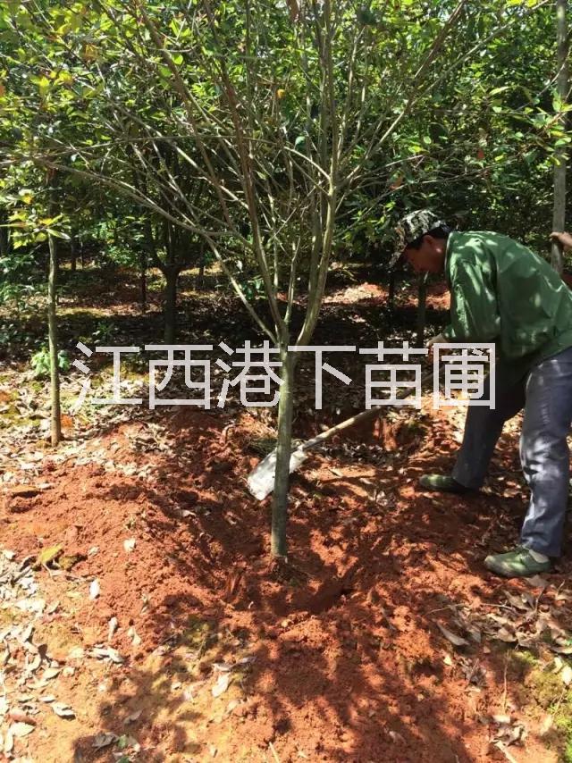 供應(yīng)速生柳/速生柳價格/速生柳基地