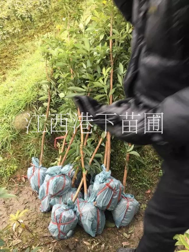 供應(yīng)江西濕地松二年苗/濕地松大苗價格/濕地松大苗基地