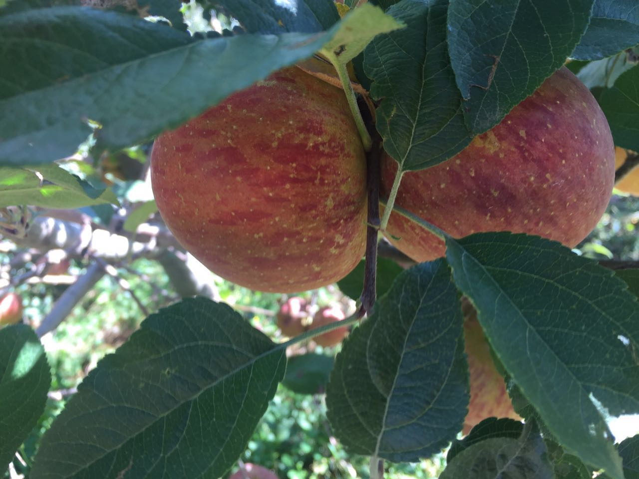 大涼山鹽源蘋果丑蘋果富士