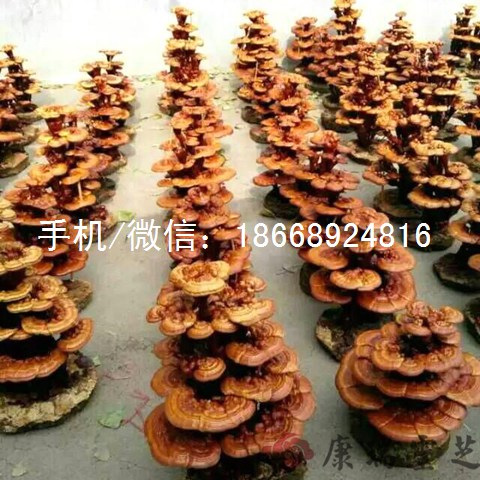 紅靈芝盆景市場價格 福建靈芝盆景活體靈芝擺件批發(fā) 活靈芝盆栽 冠縣靈芝盆景直銷批發(fā)