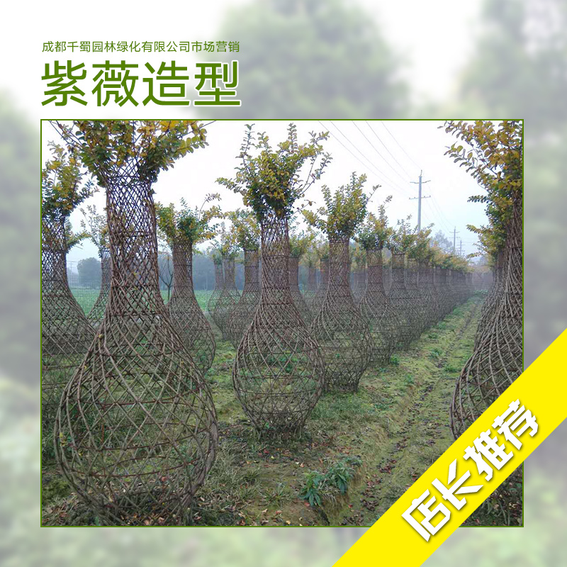 紫薇造型 紫薇種植基地 紫薇種植 紫薇樹苗 批發(fā) 紫薇花供應(yīng)