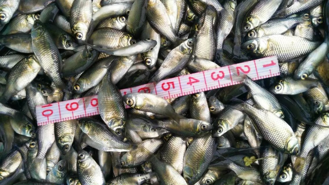 四川富現(xiàn)代漁場豐產(chǎn)鯽魚產(chǎn)鯽魚水花羅非魚苗越冬苗。