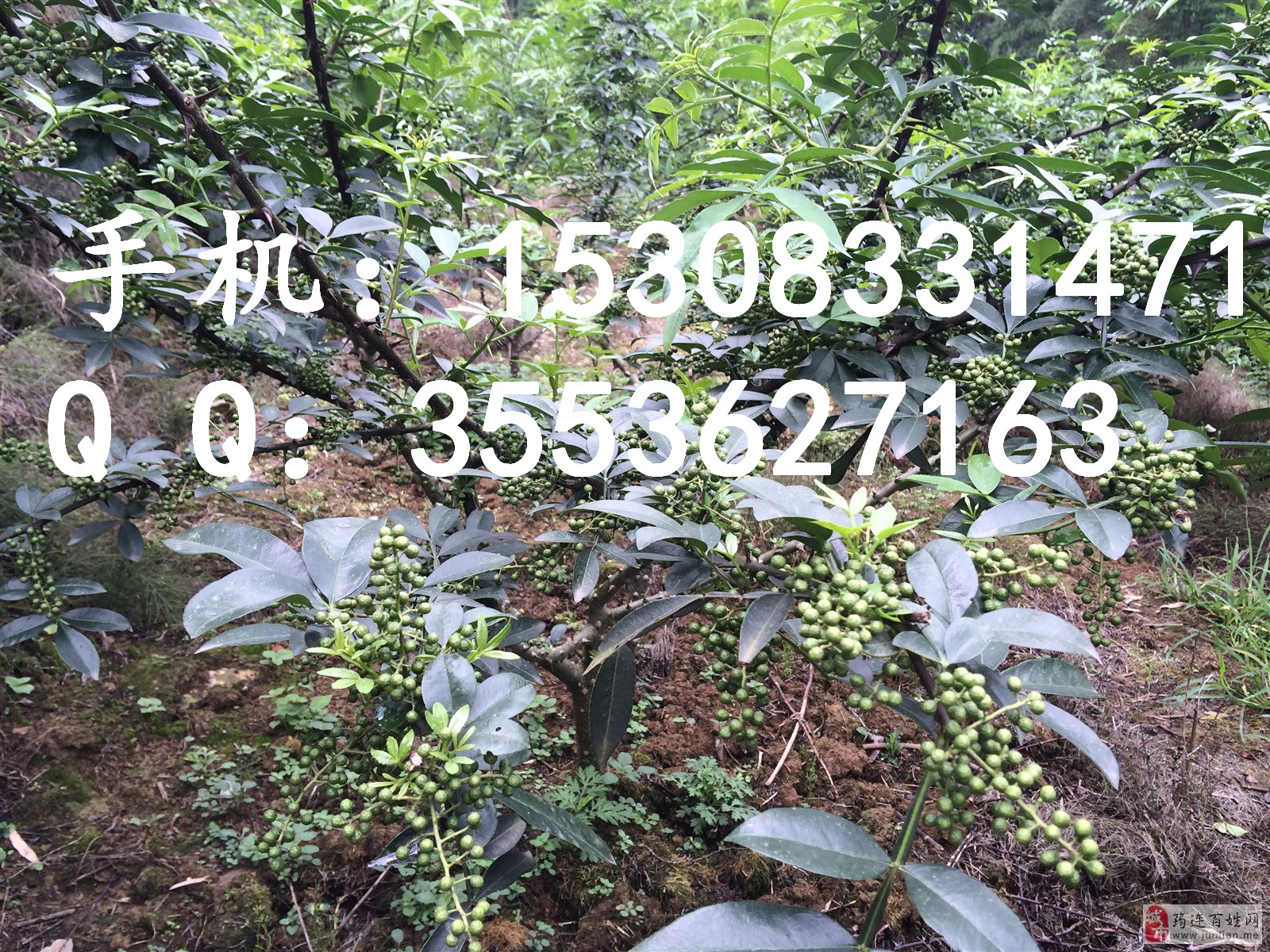 達(dá)州藤椒苗基地 達(dá)州藤椒苗批發(fā) 達(dá)州藤椒苗價(jià)格 實(shí)生藤椒苗