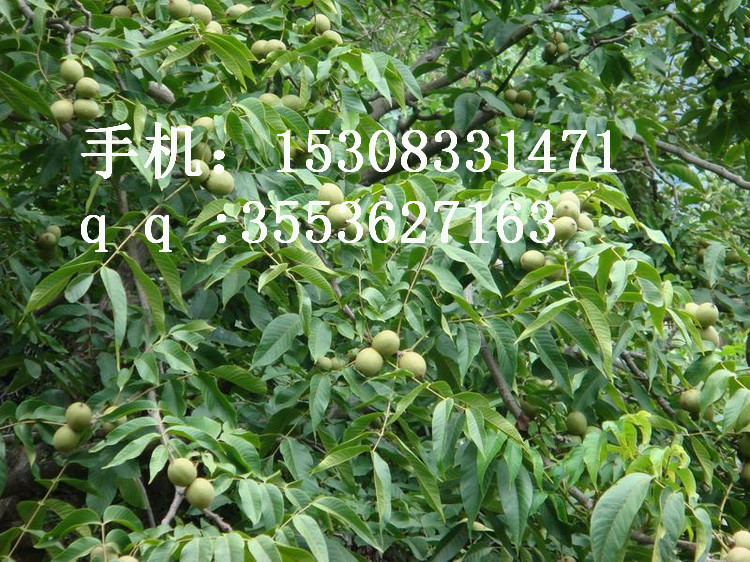 遂寧核桃苗 遂寧嫁接核桃苗 綿陽核桃苗 綿陽嫁接核桃苗