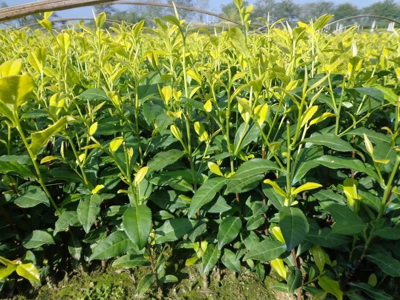 松陽偉眾供應(yīng)黃金芽茶苗 浙江茶枝條基地 浙江紫娟茶苗批發(fā)