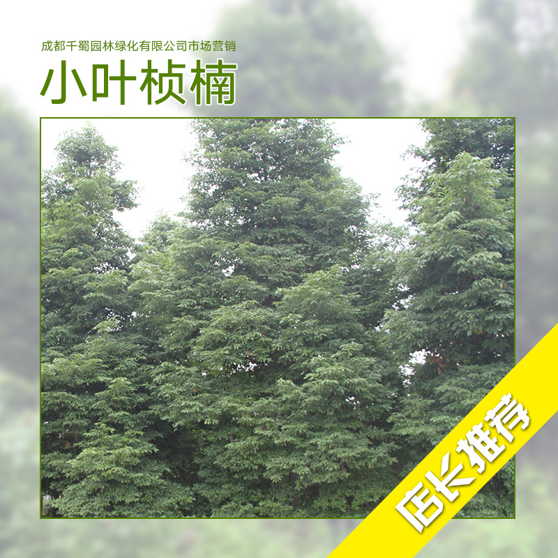 小葉楨楠種植基地 小葉楨楠 小葉楨楠苗 楨楠種植 楨楠樹苗批發(fā)