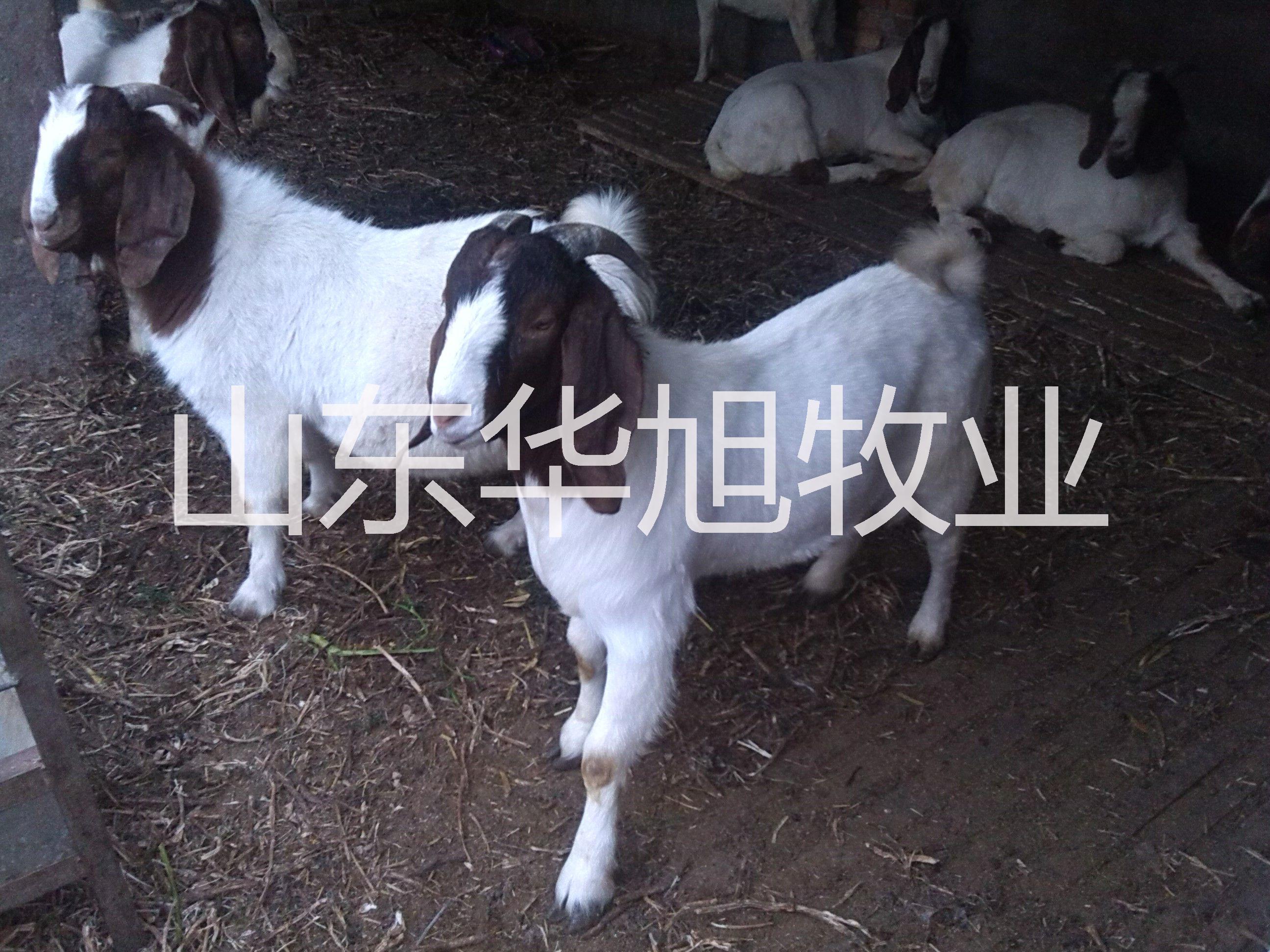 供應(yīng)天津小尾寒羊種羊價(jià)格，小尾寒羊的市場(chǎng)行情，小尾寒羊種羊的飼養(yǎng)方法與成本