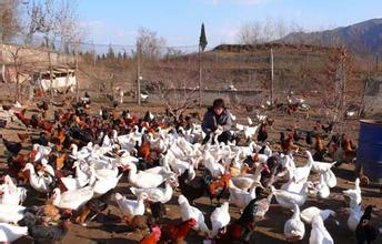 東城蔬菜配送找東莞惠企膳食管理服務(wù)服限公司南京鹽水鴨