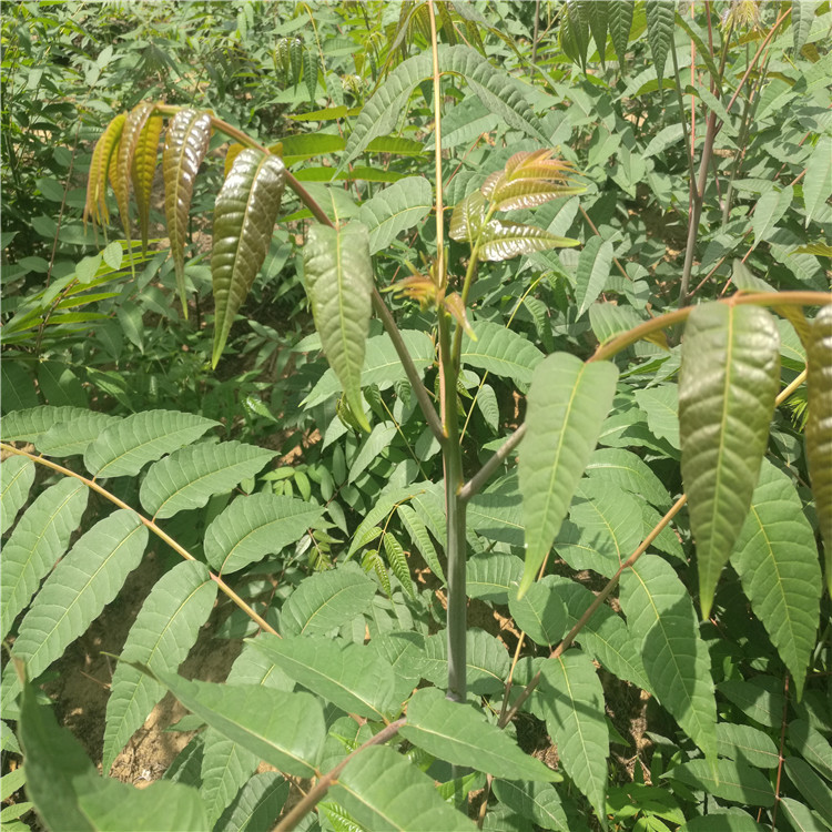 批發(fā)香椿苗 紅油香椿苗 大棚香椿用苗 規(guī)格多*