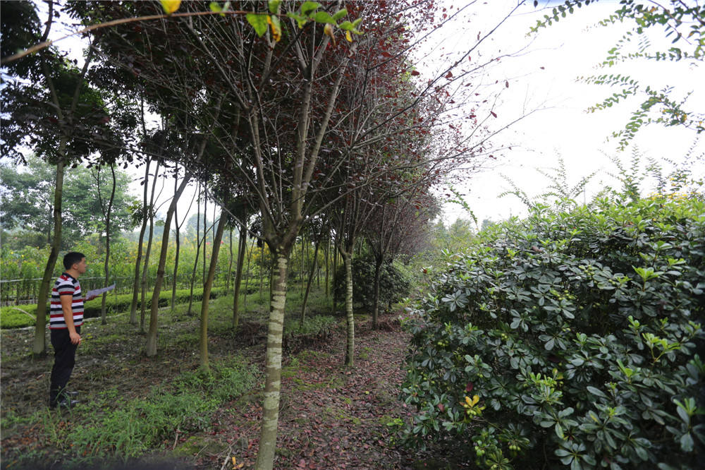 四川崇德園林 四川崇德園林紅葉李基地優(yōu)質(zhì)紅葉李