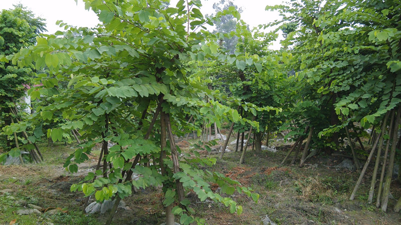 成都 羊蹄甲觀景樹基地批量直銷 * 崇德園林