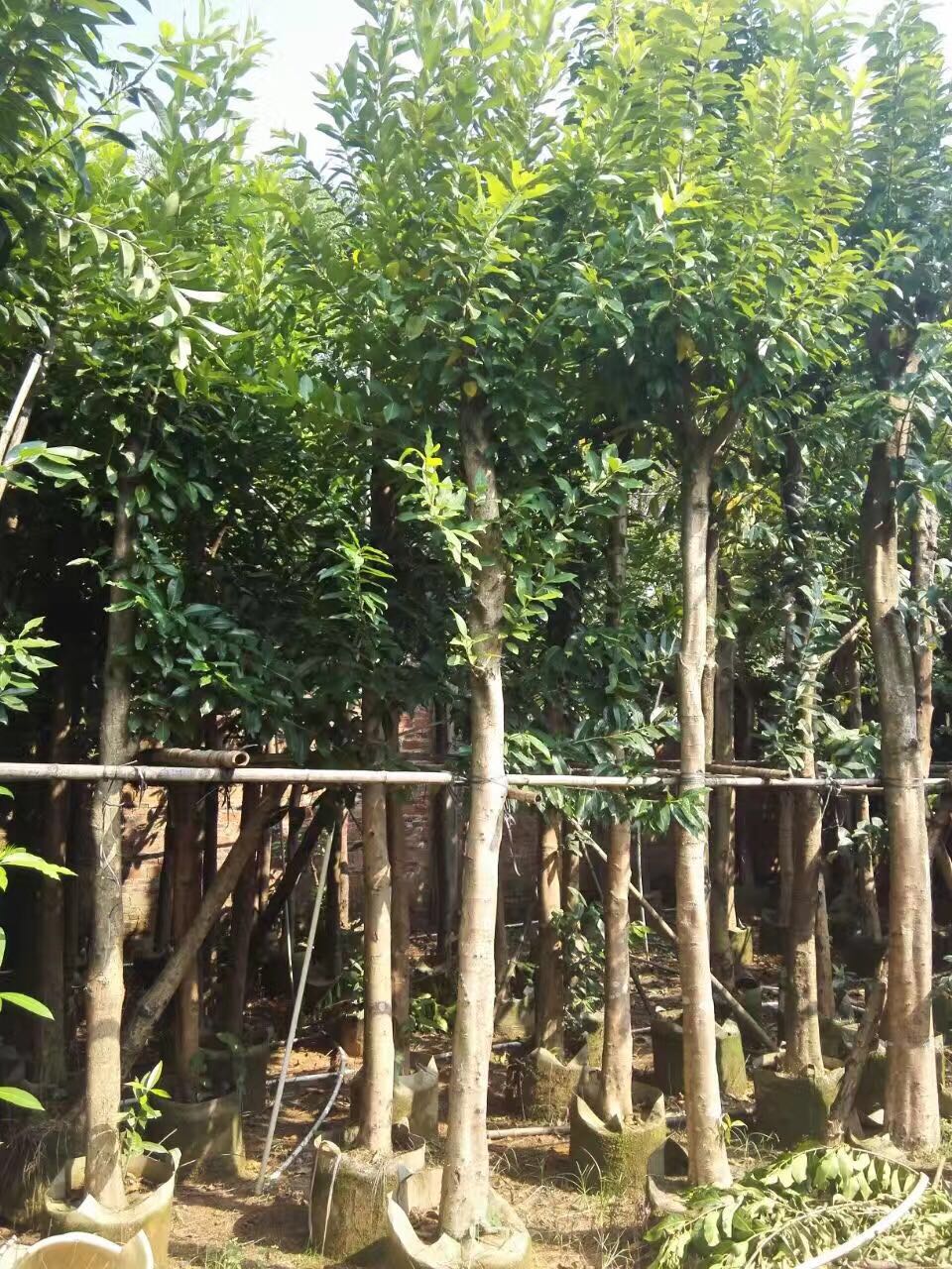 廣東水翁苗木基地  ， 廣東水翁苗木價(jià)格， 廣東水翁苗木哪家好