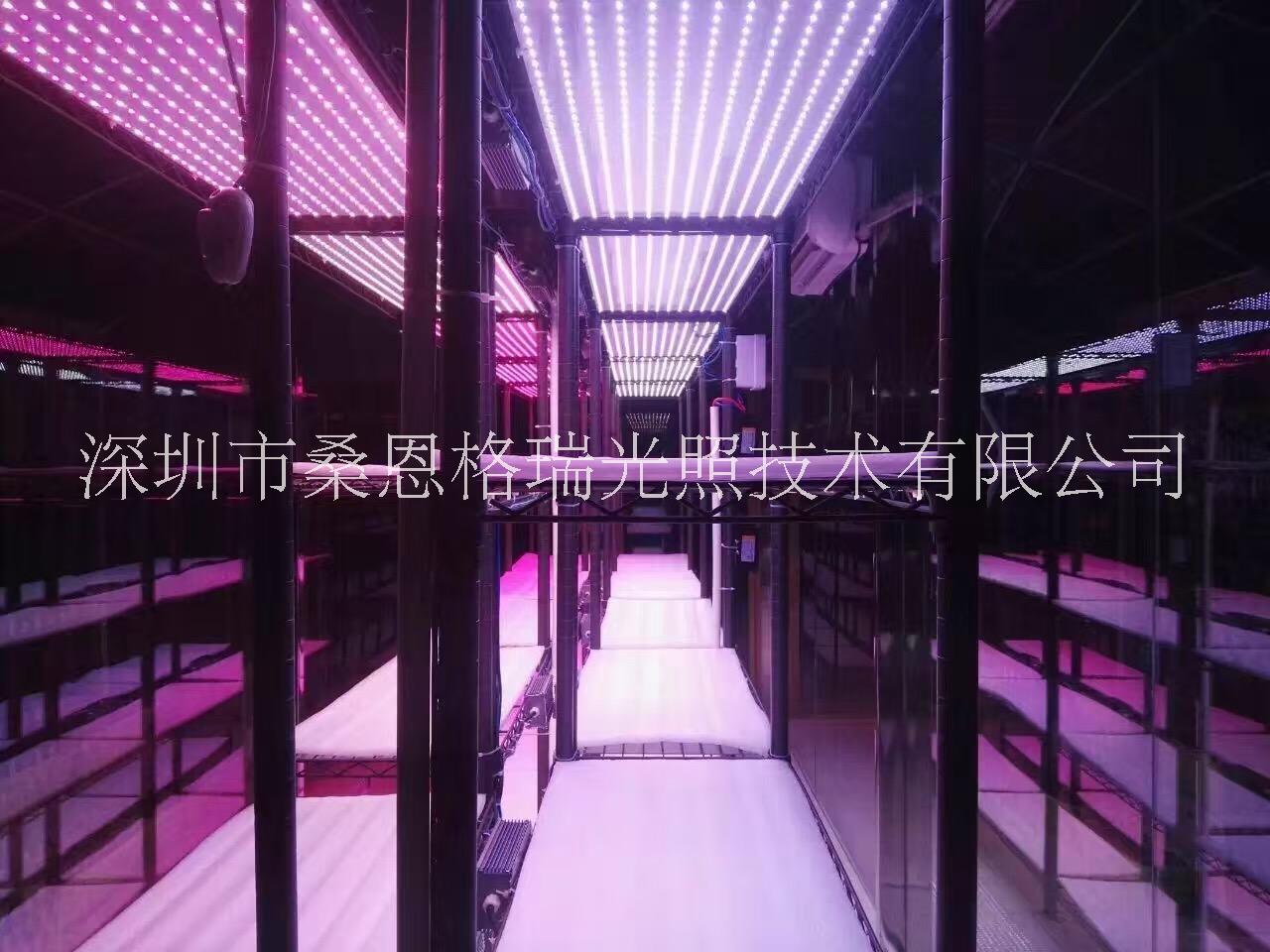 蔬菜工廠*植物補(bǔ)光燈深圳廠家