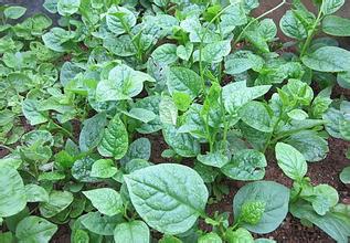 東莞現(xiàn)在化蔬菜糧油配送中心找東莞惠企膳食公司蔬菜糧油配送中心 厚街蔬菜糧油配送中心