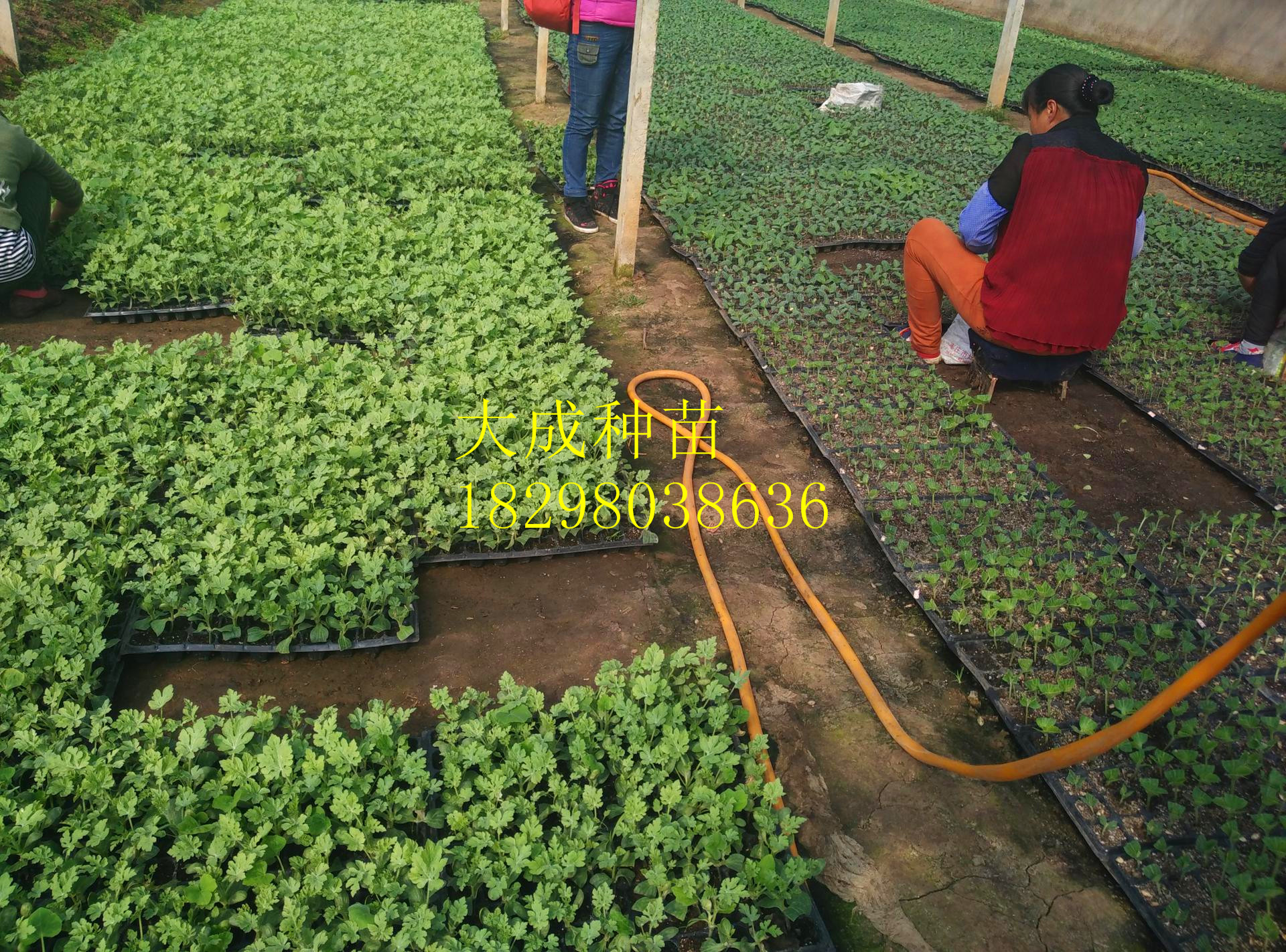 京欣西瓜苗、8424西瓜嫁接苗