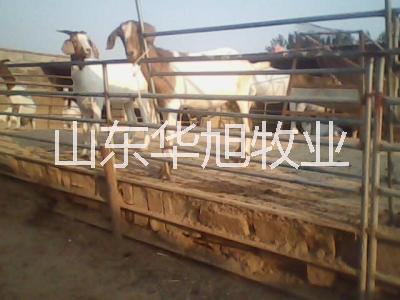 供應(yīng)江西白山羊養(yǎng)殖技術(shù)，白山羊養(yǎng)殖場白山羊的價格