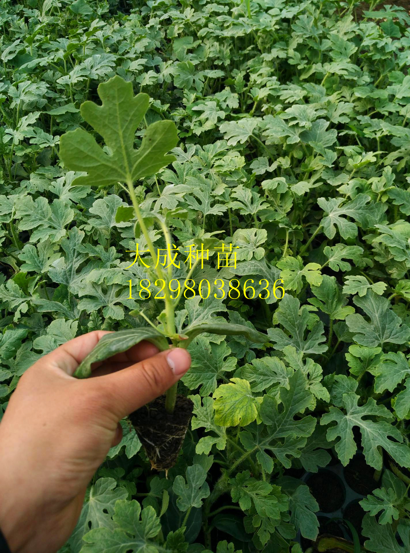 8424西瓜苗批發(fā)