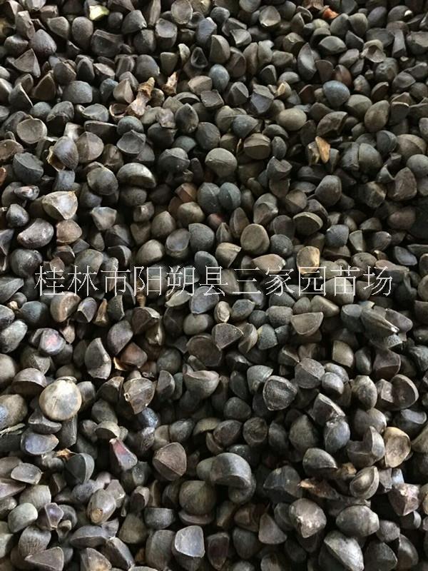 供應廣西 油茶籽 油茶苗 廣西油茶籽產(chǎn)地