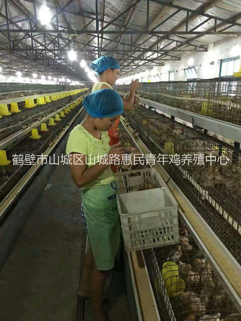 羅曼粉青年雞包送到家,60天羅曼粉青年雞體重脛長雙達(dá)標(biāo),河南羅曼粉青年雞