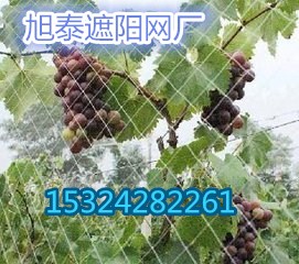 葡萄架防雹網(wǎng)安平遮陽網(wǎng)廠家