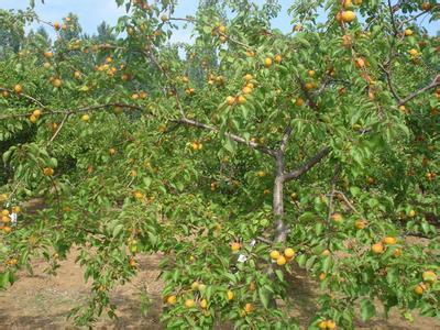 江蘇邳州22公分銀杏樹苗批發(fā)直銷