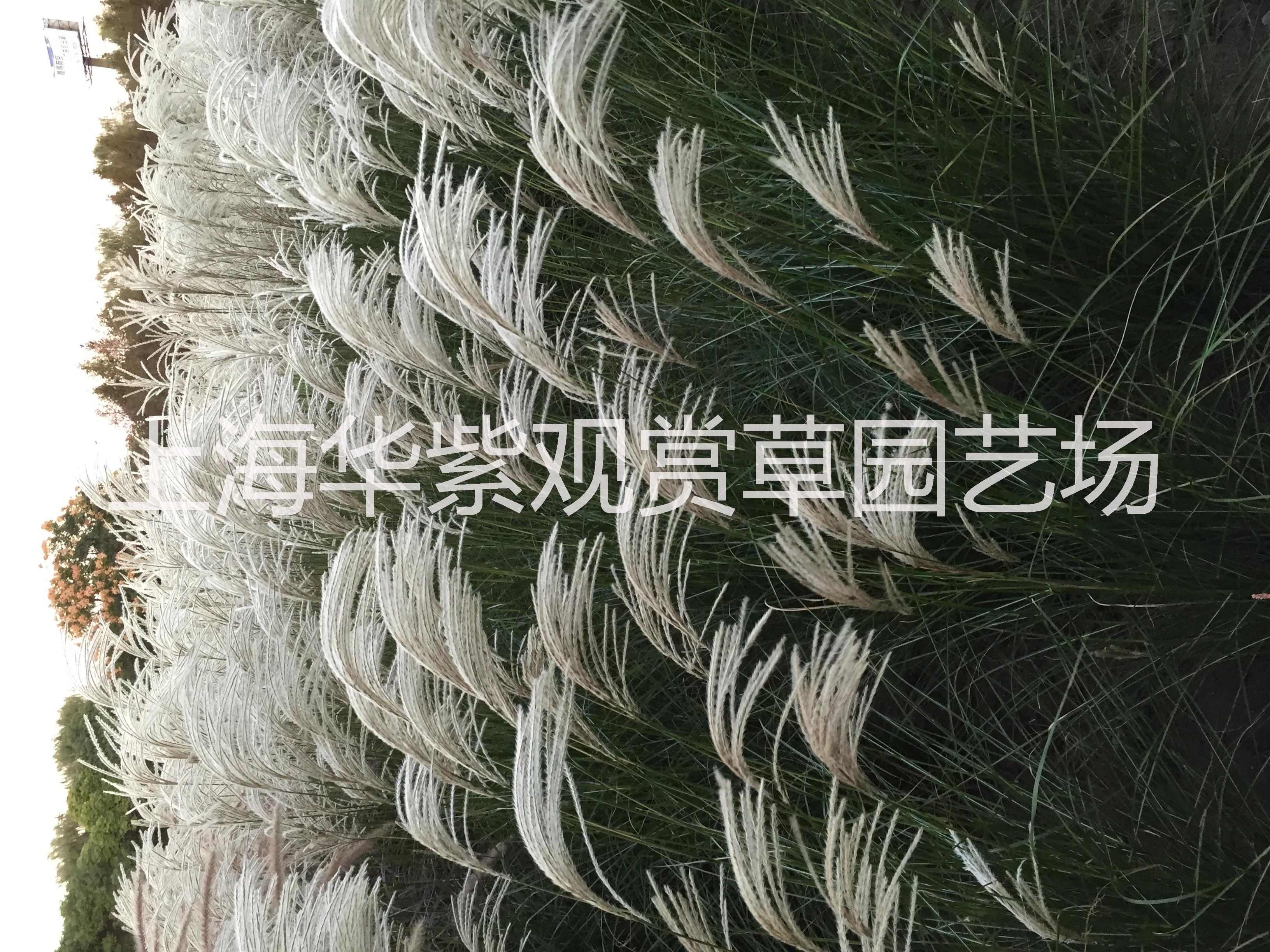 白羽芒
