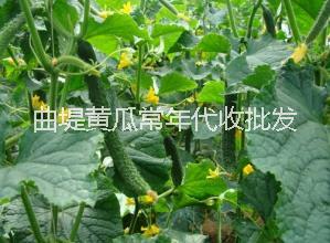 濟南曲堤黃瓜常年代收批發(fā)