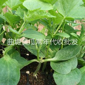 濟(jì)南曲堤黃瓜批發(fā)價(jià)格