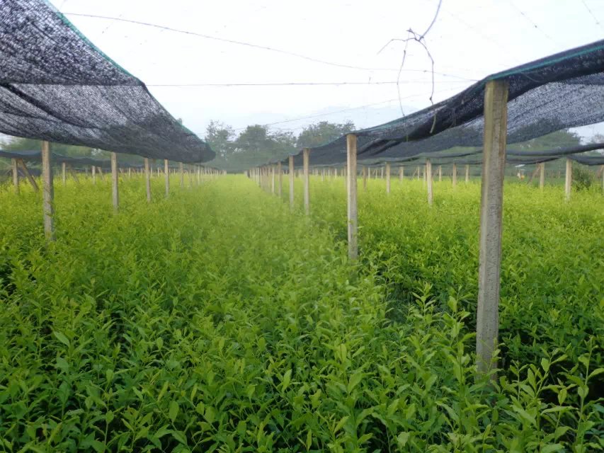 浙江優(yōu)質(zhì)茶枝條茶苗培育基地