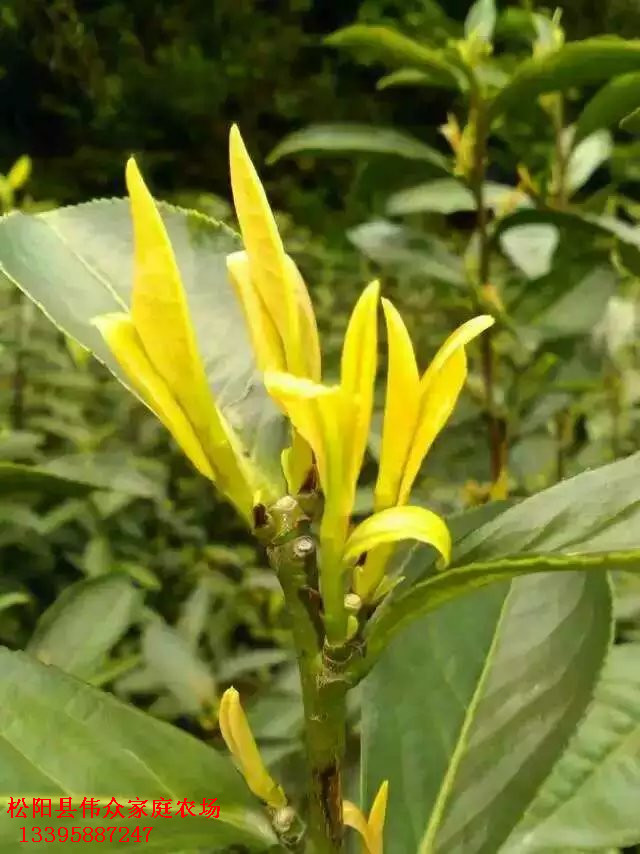浙江松陽縣紫娟茶苗基地 浙江紫娟茶苗批發(fā) 浙江紫娟茶廠家直銷