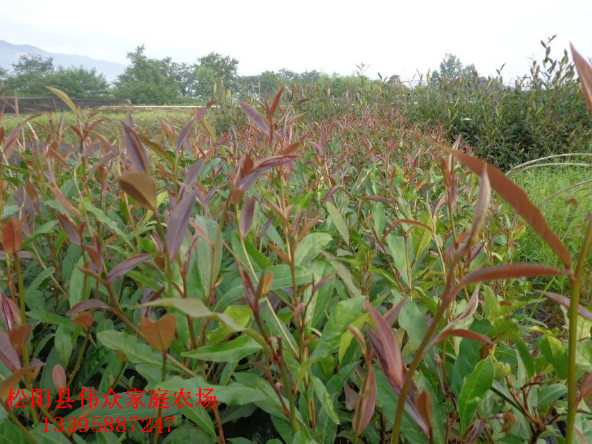 紫娟茶苗枝條優(yōu)質(zhì)基地供貨商