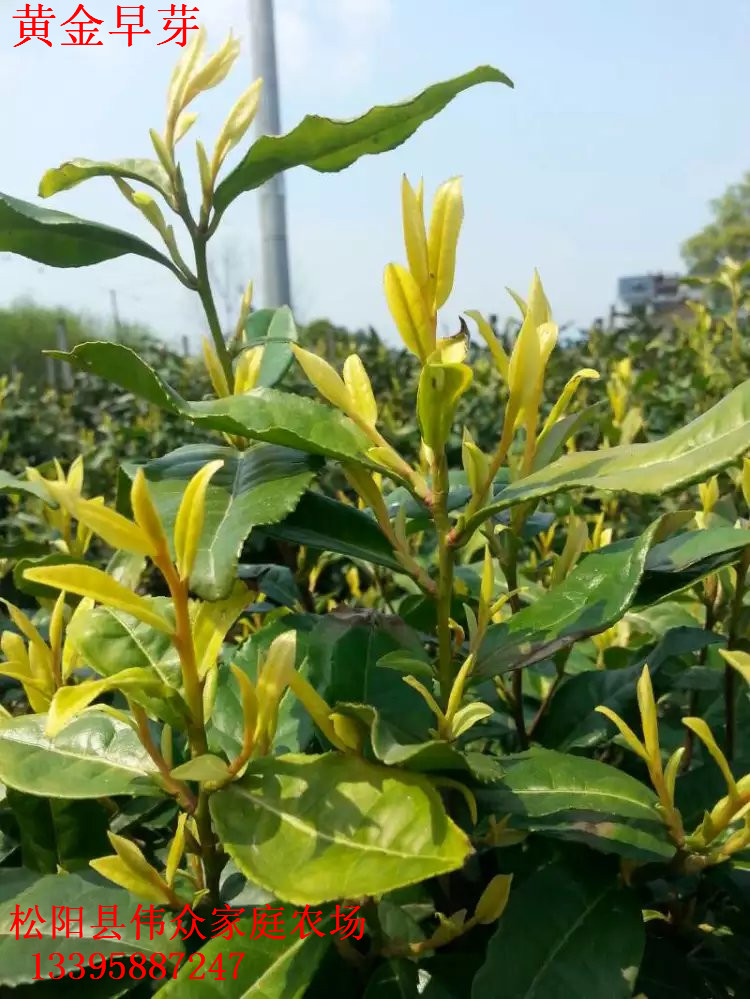 浙江黃金早芽基地|浙江特種黃茶廠家|浙江黃金早芽價格