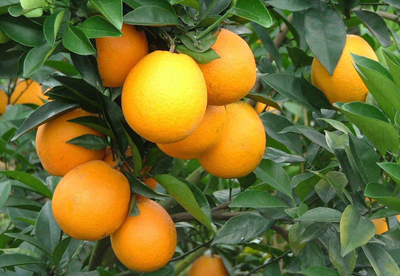 湖北臍橙批發(fā)商，贛南臍橙批發(fā)價(jià)，臍橙批發(fā)多少錢一斤，臍橙批發(fā)商