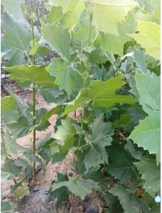 國槐、國槐報(bào)價(jià)、國槐批發(fā)、山東國槐苗木基地