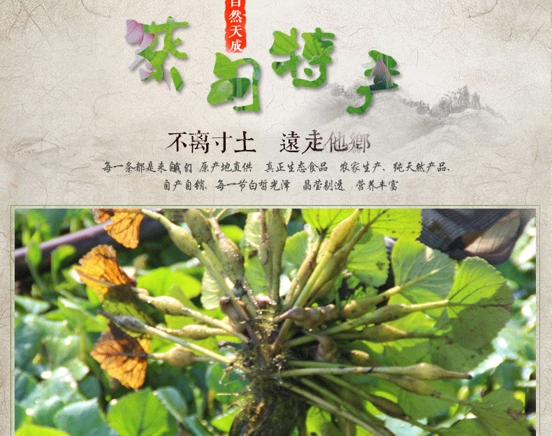 永新合作社 蔡甸* 新鮮菱角