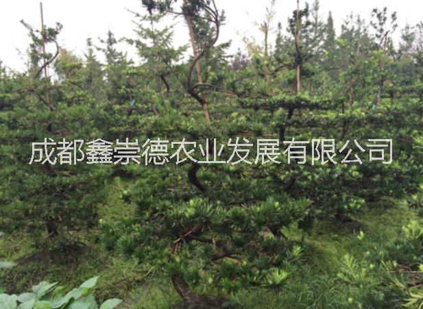 成都羅漢松造型基地成都羅漢松簡(jiǎn)單造型基地羅漢松造型價(jià)格崇德園林羅漢松造型基地直銷