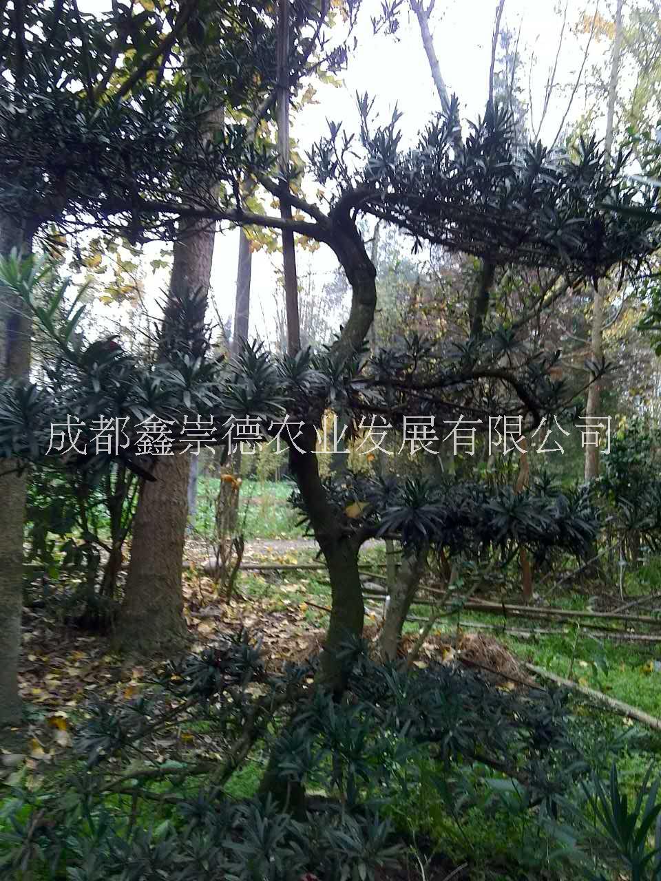 成都羅漢松造型基地成都羅漢松簡(jiǎn)單造型基地羅漢松造型價(jià)格崇德園林羅漢松造型基地直銷